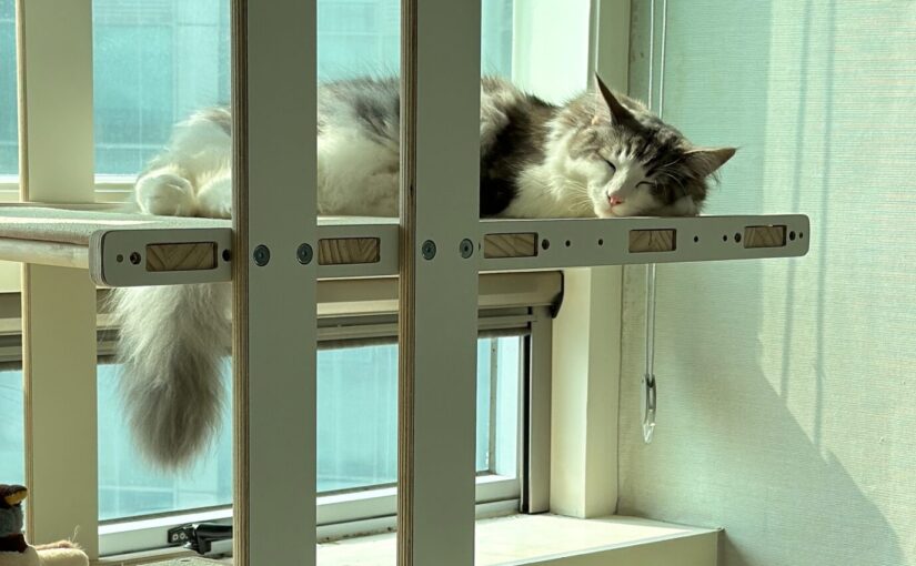 How Living With a Cat Changes Your Life: 7 Lessons from Byul